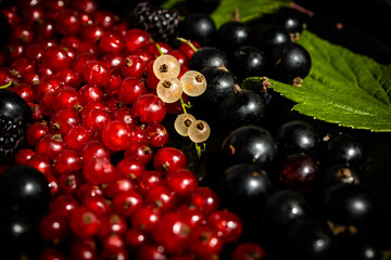 Organic Fresh Currants, mix of red currant, black currant and white currant berries. Ribes berry crop, green leaves close up on dark background. Healthy berry texture