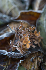 Faded hydrangea flowers in frost, first frost