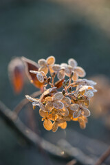 Faded hydrangea flowers in frost, first frost