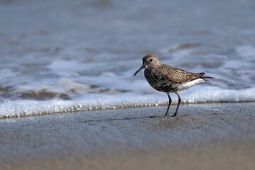 Small brown and white Dunlin stands on a sandy beach, with a receding wave and blurred water behind