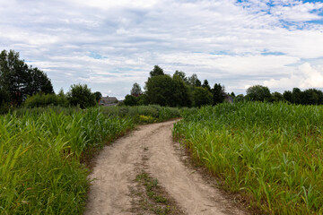Country road, along corn fields.