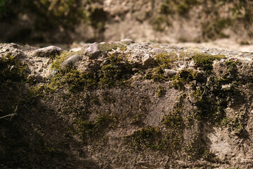 Close-up of concrete wall overgrown with moss and covered with dirt, background, texture