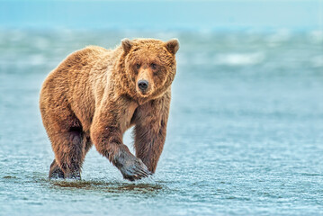 Obraz premium Coastal Brown Bear Fishing for Salmon