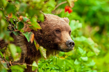 Fototapeta premium Brown Bear Partly Hidden by Foliage
