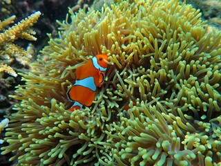 Clownfish in Anemones