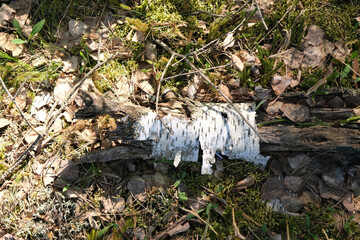 Interior of a broken trunk surrounded by plants and with a forest as background
