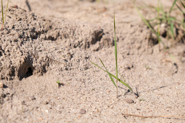 Grass growing in the sand dunes