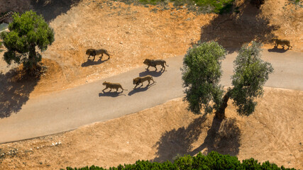 Aerial view of a group of lions and lionesses in the savannah in Africa.