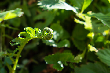Macro photo of young fern sprout with selective focus