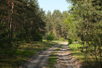 Naklejka premium the road leading to the green forest.