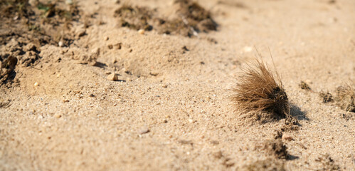 Desert shrub between sand dunes.