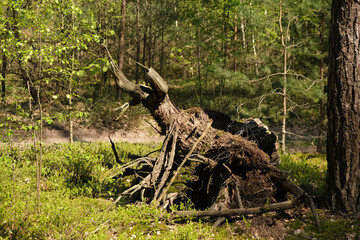a fallen tree in a green forest