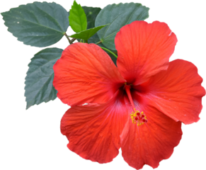 Red hibiscus flower transparent background, PNG