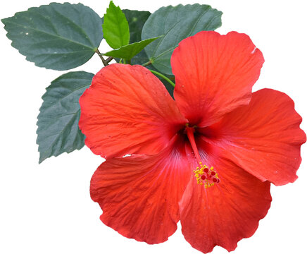 Red hibiscus flower transparent background, PNG