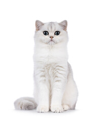 Shaded British Shorthair cat kitten, sitting up facing front. Looking towards camera. Isolated on a white background.