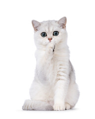 Obraz premium Shaded British Shorthair cat kitten, sitting up facing front with one paw in front of face. Looking towards camera. Isolated on a white background.