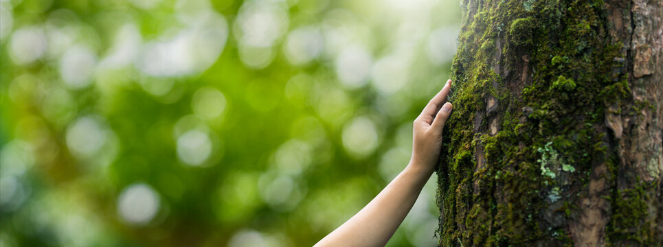 Closeup hands touching a tree with moss in the forest. Environmental concept. Nature conservation. Environmental protection. Forest ecology. World environment day. Forest nature. Green background.