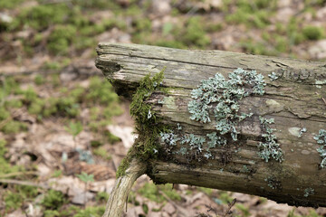 Old moss covered spruce tree lying in the forest,nature