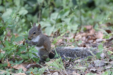 Squirrel Eating an Acorn
