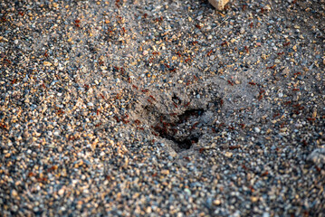 hormigas, con textura, arena, playa, gemas, abstracta, naturaleza, dechado, mar, roca, canto rodado