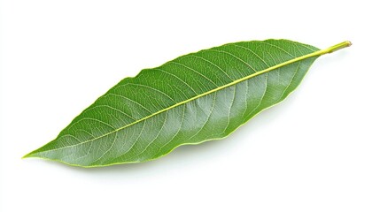Obraz premium Fresh Green Mango Leaf On White Background