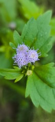 Wild Purple Flower Amid Green Leaves