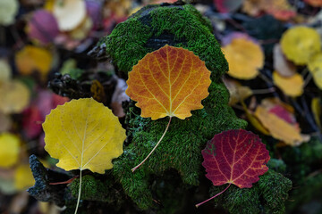 Colorful Autumn Leaves in the Green Background Photo, Artvin Turkiye (Turkey)