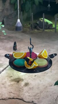oranges and butterflies in a vase