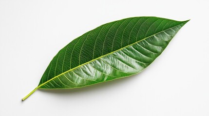 Obraz premium Fresh Green Mango Leaf On White Background