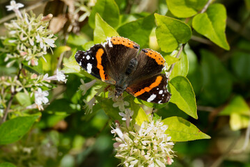 Red admiral butterfly (Vanessa Atalanta) perched on a white flower in Zurich, Switzerland