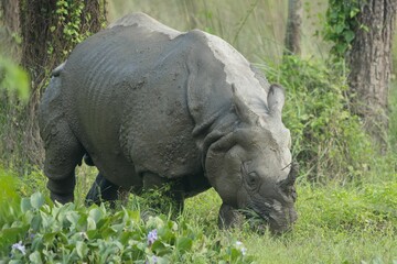 Closeup of a Great One-Horned Rhinoceros (Rhinoceros unicornis) after mud bathing