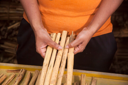 Ceylon cinnamon drying picture. Sri Lankan authentic cinnamon. True cinnamon sticks. Pure Ceylon cinnamon. Cinnamon drying process.