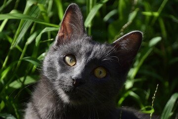 chat gris