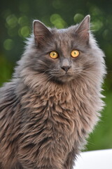 Chat angora
