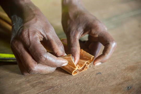 Ceylon cinnamon making picture. Sri Lankan authentic cinnamon. True cinnamon sticks rolling. Pure Ceylon cinnamon. Cinnamon rolling process.
