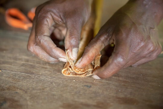 Ceylon cinnamon making picture. Sri Lankan authentic cinnamon. True cinnamon sticks rolling. Pure Ceylon cinnamon. Cinnamon rolling process.