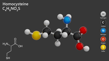 Molecule: Homocysteine. Sulfur-containing amino acid. Molecular structure. Formula: C4H9NO2S. Chemical model: Ball and stick. Gray background. 3D illustration.