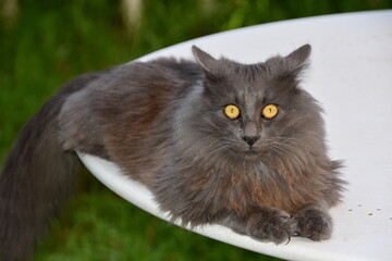 chat angora