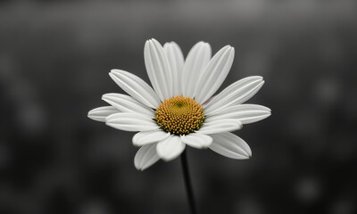 Fototapeta premium A Single Daisy in a Field