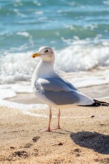 A lone seagull stands elegantly on the sandy beach with the sea waves in the backdrop creating a serene view.
