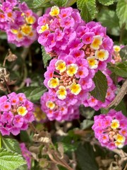 SPRING BUSH WITH PINK FLOWERS