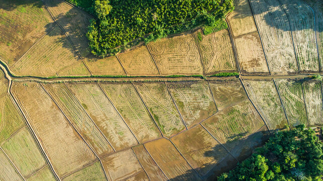 An aerial view of lush Sri Lankan paddy fields in the golden evening light showcases a vibrant, green landscape. The fields stretch across the horizon, creating a breathtaking mosaic of greenery and