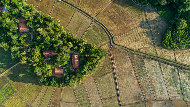 An aerial view of lush Sri Lankan paddy fields in the golden evening light showcases a vibrant, green landscape. The fields stretch across the horizon, creating a breathtaking mosaic of greenery and