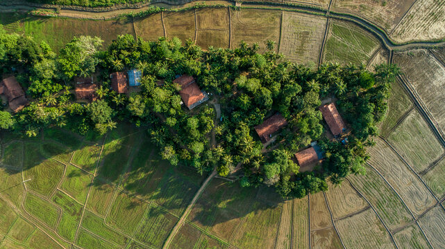 An aerial view of lush Sri Lankan paddy fields in the golden evening light showcases a vibrant, green landscape. The fields stretch across the horizon, creating a breathtaking mosaic of greenery and