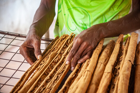 Ceylon cinnamon drying picture. Sri Lankan authentic cinnamon. True cinnamon sticks. Pure Ceylon cinnamon. Cinnamon drying process.