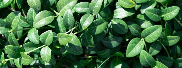 Full Frame Green plant periwinkle, leaves foliage nature background, top view. Fresh garden abstract foliage