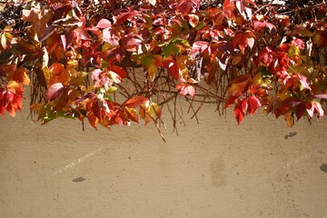 Herbstlaub mit schöner Farbe (wilder Wein, botanischer Name: Parthenocissus quinquefolia) über einer alten, verwitterten Mauer.