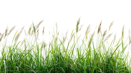 A detailed image of tall grass from a meadow Isolated on a transparent background