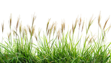 A detailed image of tall grass from a meadow Isolated on a transparent background