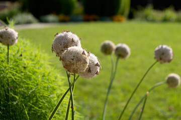 Dangerous flying insects on a flower of ornamental onions